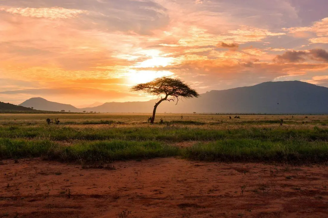 A lone acacia tree stands on the savanna at sunset, with distant mountains and a golden sky.