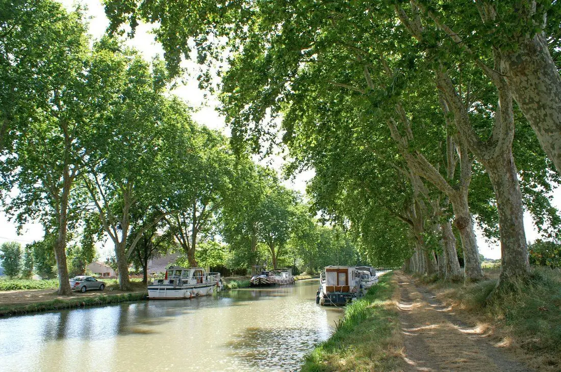 Barges moored along a quiet canal beneath a tunnel of tall trees, with a towpath beside the water.