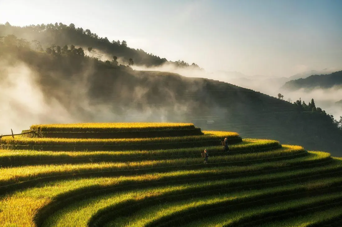 Terraced rice fields glow gold in morning light, with mist drifting over forested hills behind.