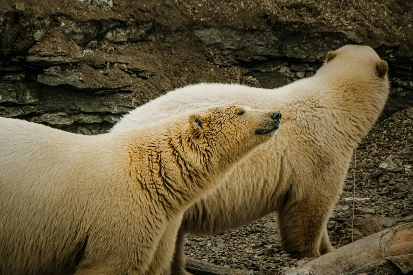Two polar bears standing close together against a dark rock wall