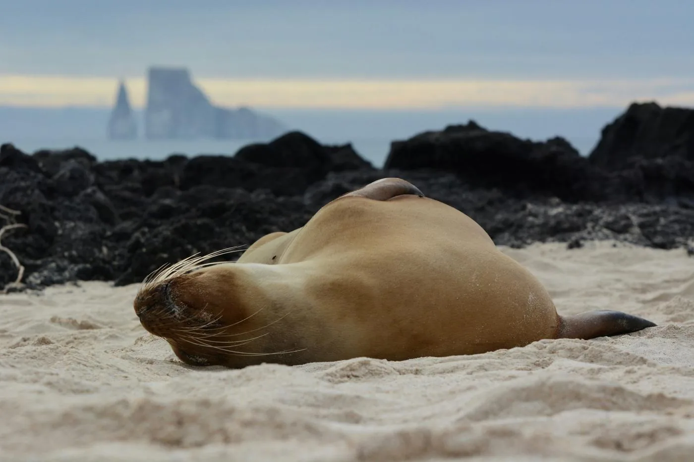 A sea lion sleeps on pale sand, with dark volcanic rock and a distant rock island behind.