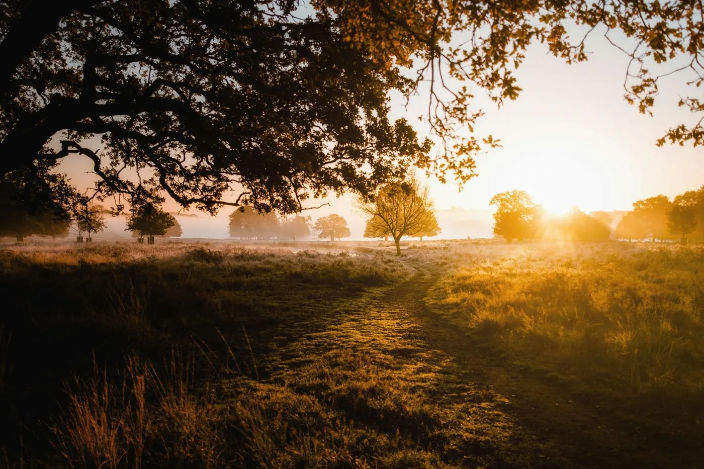 Golden sunrise light filters through an old oak tree onto a misty meadow.