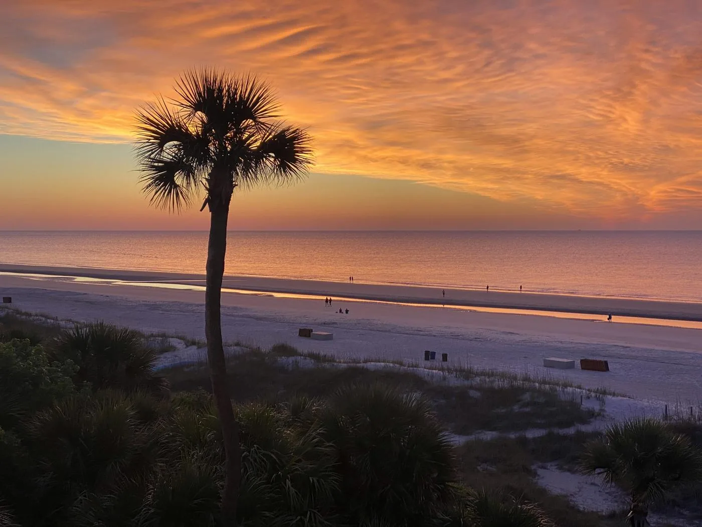 A palmetto palm rises above a quiet beach beneath a streaked orange sunrise sky.