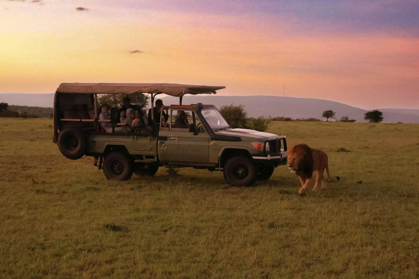 A lion walks past a safari vehicle full of guests on open grassland at dusk.