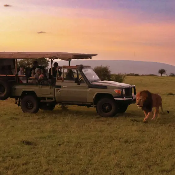 Safari